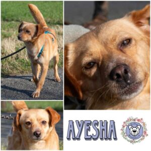 AYESHA (♀) in 18311 Ribnitz Damgarten - vermittelt