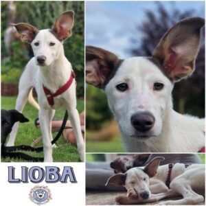 LIOBA (♀) in 32425 Minden - vermittelt