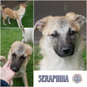 SERAPHINA (♀) in 21493 Möhnsen- vermittelt