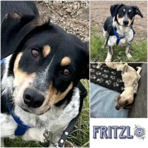 FRITZL (♂) in 40670 Meerbusch - vermittelt