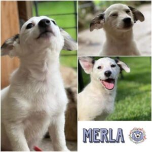 MERLA (♀) in 21493 Möhnsen- vermittelt