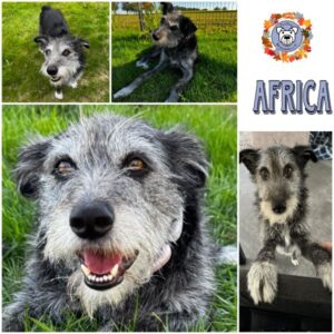 AFRICA (♀) in 15306 Seelow - vermittelt