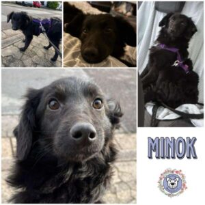 MINOK (♀) in 66265 Heusweiler - vermittelt