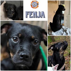 FENJA (♀) in 21521 Aumühle - vermittelt