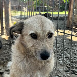 LUMI (♀) - vermittelt NH