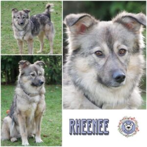 RHEENEE (♀) in 21493 Möhnsen - vermittelt