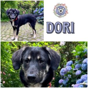 DORI (♀) in 46537 Dinslaken - - vermittelt