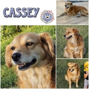 Cassey (♀) in 66265 Heusweiler - vermittelt