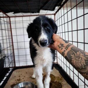 TAMFANA - ausgereist zum Kinder- und Tierschutzhof Hahnenberg e.V.