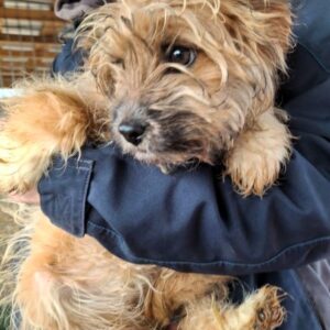 EMMIE (♀) - ausgereist zu Vierbeiner in Not (AL)