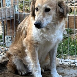 AMANDINE (♀) (=NEJA)