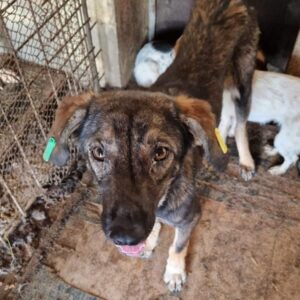 INARA (♀) - sehr dünn