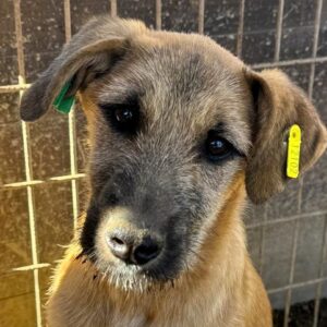 CARLA (♀) - ausgereist zum TST Rösrath