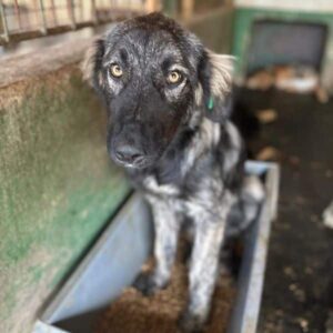 ZELIHA (♀) - vermittelt NH