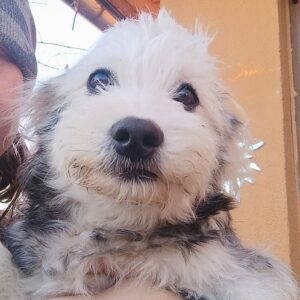 PILLOW - reserviert Tierhilfe Lebenswert DR - vermittelt