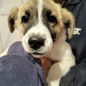 SAMANTHA - auf PDR PS im PLZ Bezirk 72 - vermittelt