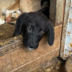BAJO (♂) - ausgereist zu Vierbeiner in Not