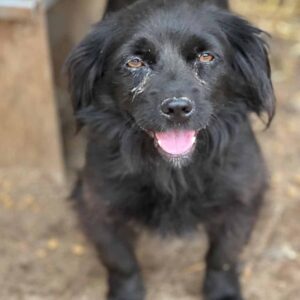 GIULIE (♀) - auf PDR PS im PLZ Bezirk 38 - vermittelt