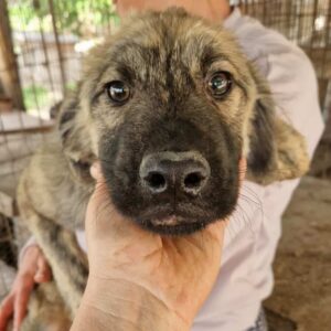 GRECCIO (♂) - ausgereist zu TINO