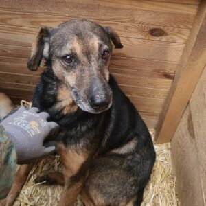 SEPPEL - reserviert TH Iserlohn - vermittelt