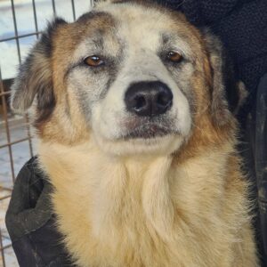 NUKA - reserviert Manuela - vermittelt