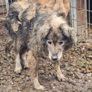 LILJA - Notfall - schwache Hinterhand, komplett verfilzt - reserviert Tierhilfe Lebenswert DR - vermittelt