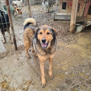 HEDVIG (♂) - seit mindestens 2019 im Shelter