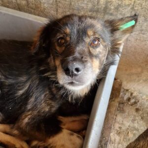 WITUS (♂) - vermittelt LS