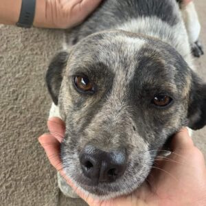 FIDO - seit mindestens 2020 im Shelter - reserviert Tierhilfe Lebenswert DR - vermittelt