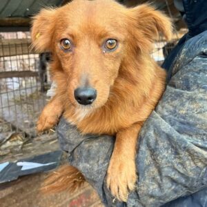 LIESCHEN - vermittelt Kathleen Müller