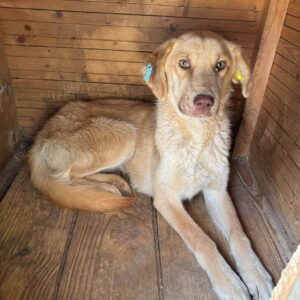 AKIMA (♀) - vermisst 11/24