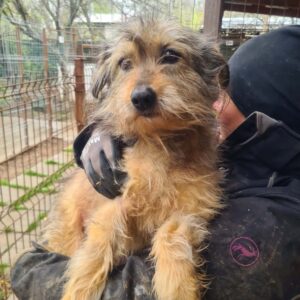 BETH - ausgereist zum TST Rösrath