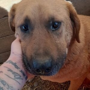 NEPOMUK - seit mind. 2016 in Bucov - schon lange resigniert - ausgereist zur Tierhilfe Lebenswert