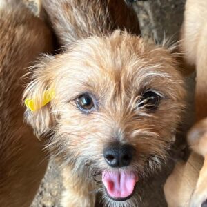 TIES (♂) - vermittelt MD