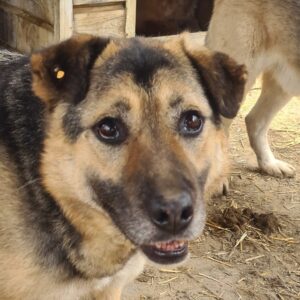 STELLA - vermisst 11/24