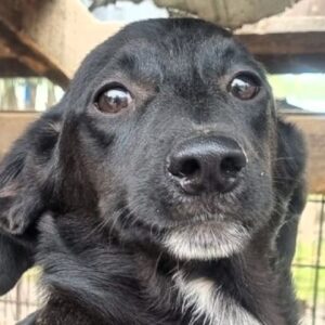 NOROC (♂) - ausgereist zum TH Lingen