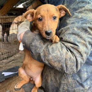 SCARLETT – vermittelt Kathleen Müller