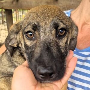 ELIAS (♂) - ausgereist zum TH Burgdorf (AL)