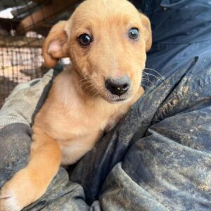 ATESSA – vermittelt Kathleen Müller