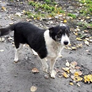 TSUKI - reserviert Tierhilfe Lebenswert DR - vermittelt