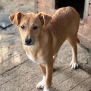 KYA (♀) - wird schüchtern, sehr müde und gestresst - vermittelt NH