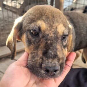 MANFRED (♂) - auf PS im PLZ Bereich 96 - vermittelt