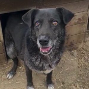 DREAMBOY - seit mindestens 2019 im Shelter