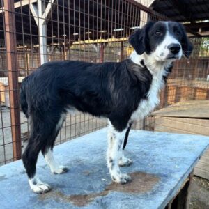 ABRAXAS (♂) - reserviert Tierhilfe Lebenswert DR - vermittelt 08.11.24