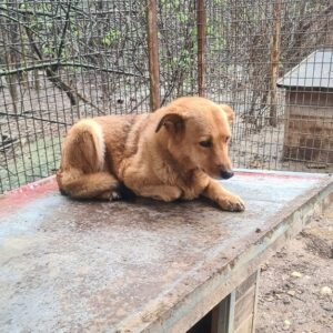 HALLY - vermisst 11/24