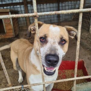 CAYSO (♂) - nicht vermittelbar