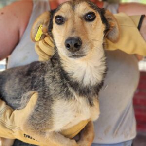 JOELA (♀) - ausgereist zur SHR e.V.