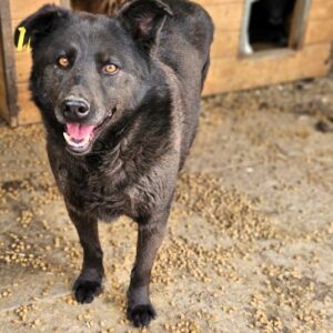 CARINJO (♂) - seit mindestens 2019 im Shelter