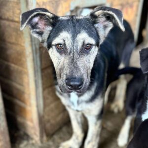 GRISOU (♂) - auf PS im PLZ Bereich 99 - vermittelt