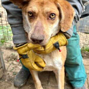 CHENEVA - vermisst 11/24